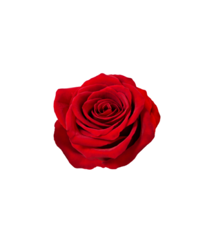 czerwona róża  - Koszulka z nadrukiem - NOWOŚCI - Dziecięca