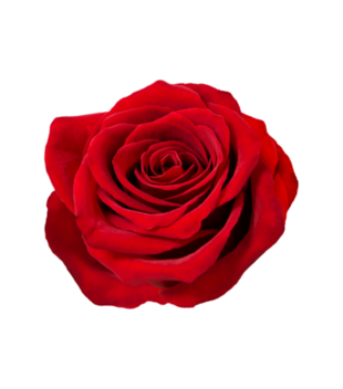 czerwona róża  - Bluza z nadrukiem - NOWOŚCI - Damska