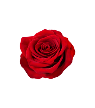 czerwona róża  - Kubek z nadrukiem - NOWOŚCI - Gadżety