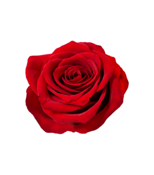 czerwona róża  - Torba z nadrukiem - NOWOŚCI - Gadżety