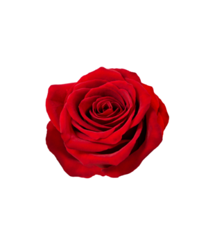 czerwona róża  - Poduszka z nadrukiem - NOWOŚCI - Gadżety