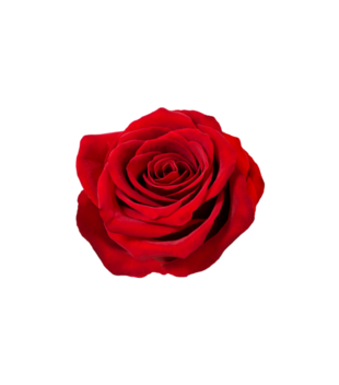 czerwona róża  - Bluza z nadrukiem - NOWOŚCI - Damska z kapturem