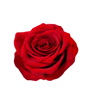 czerwona róża  - Bluza z nadrukiem - NOWOŚCI - Dziecięca
